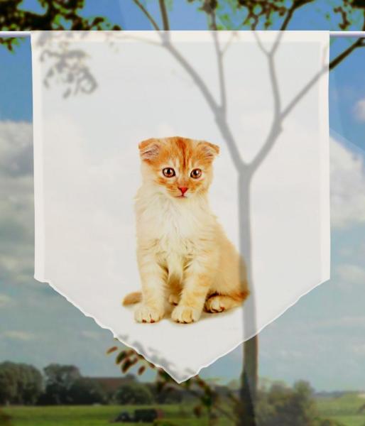 Tiger Katzenbaby, Scheibenhänger spitz